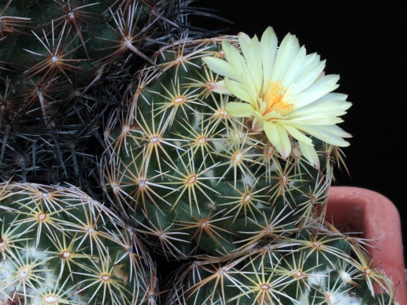 Coryphantha cornifera 