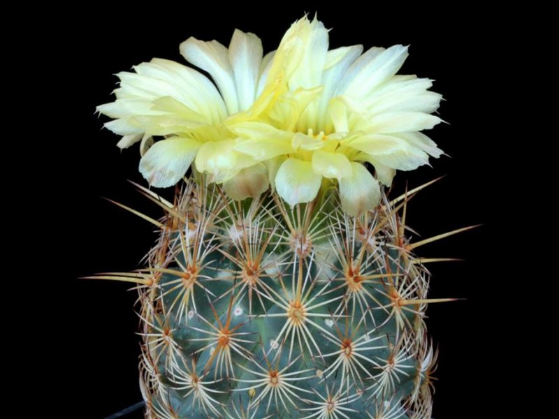 Coryphantha glanduligera 