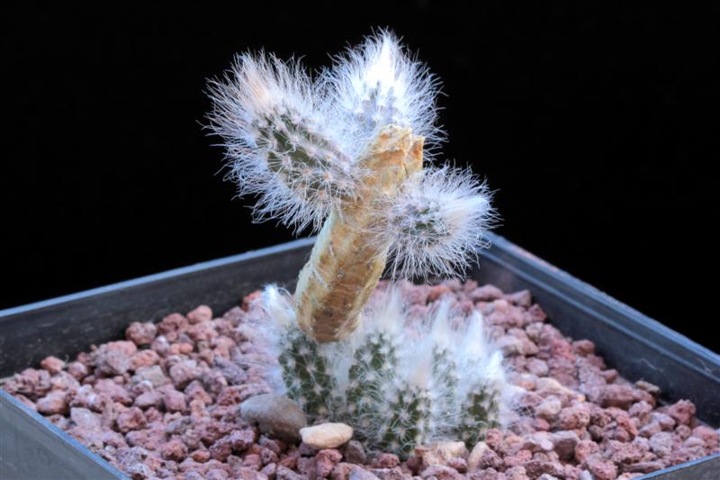 Echinocereus schmollii 