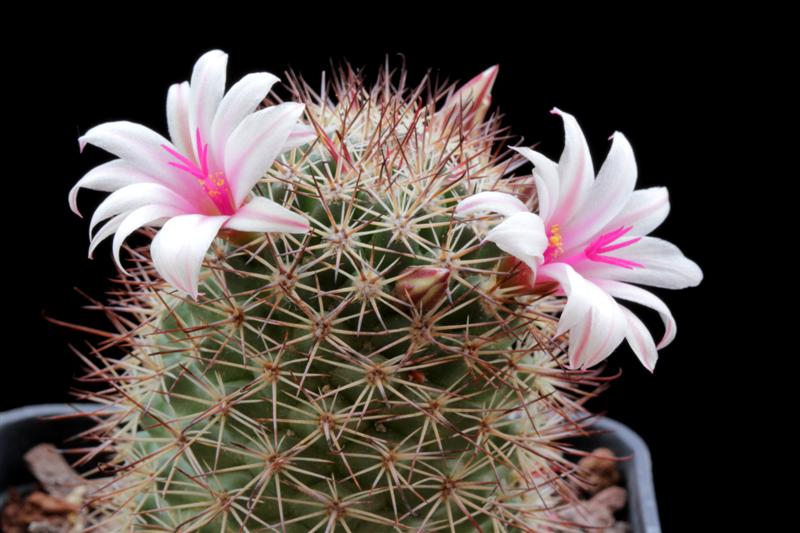 Mammillaria fraileana 