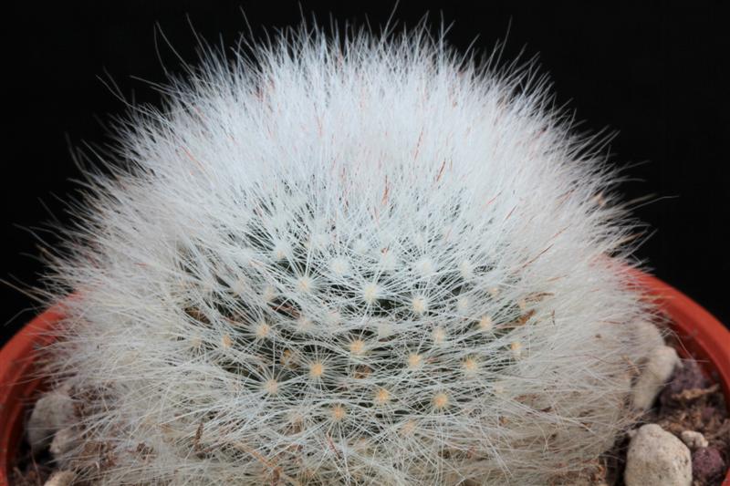 Mammillaria glassii x zeilmanniana 