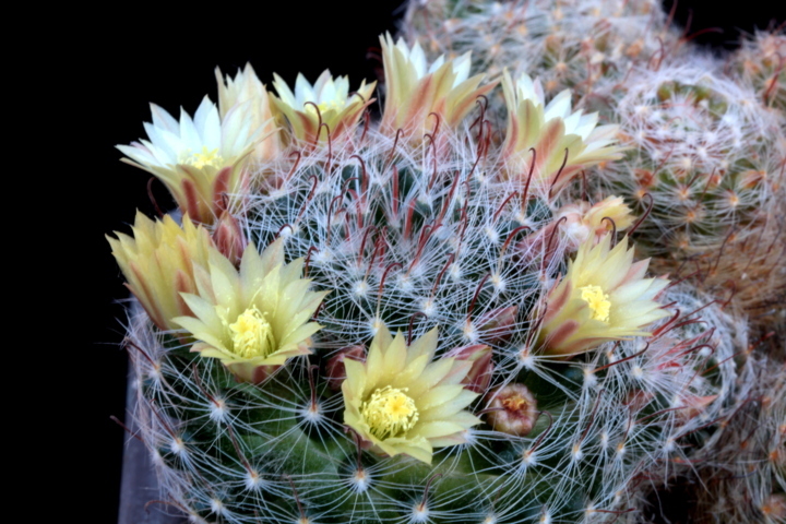 Mammillaria nana SB 1443