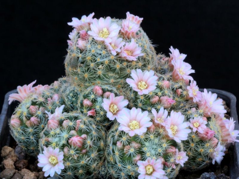 Mammillaria schiedeana ssp. giselae 