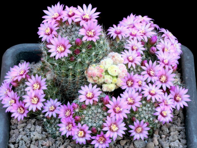 Mammillaria zeilmanniana 