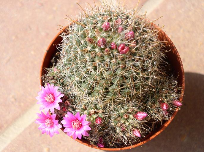 Mammillaria zeilmanniana 