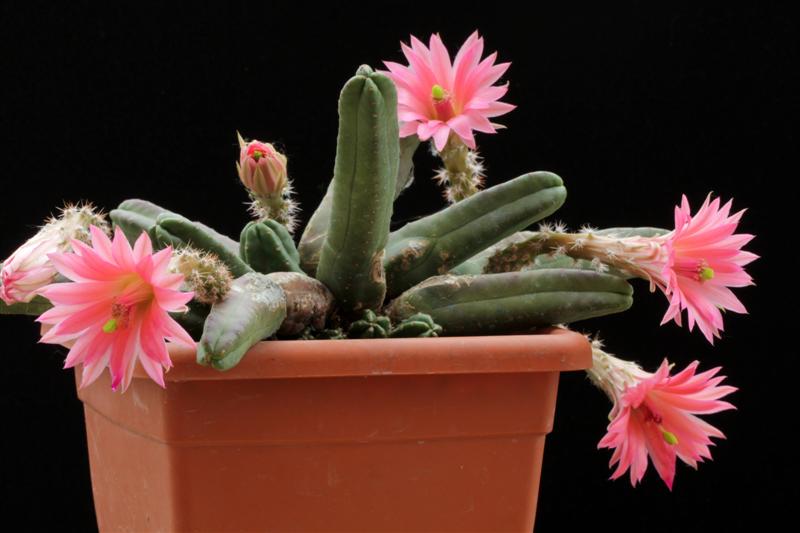 Echinocereus scheeri ssp. gentryi 