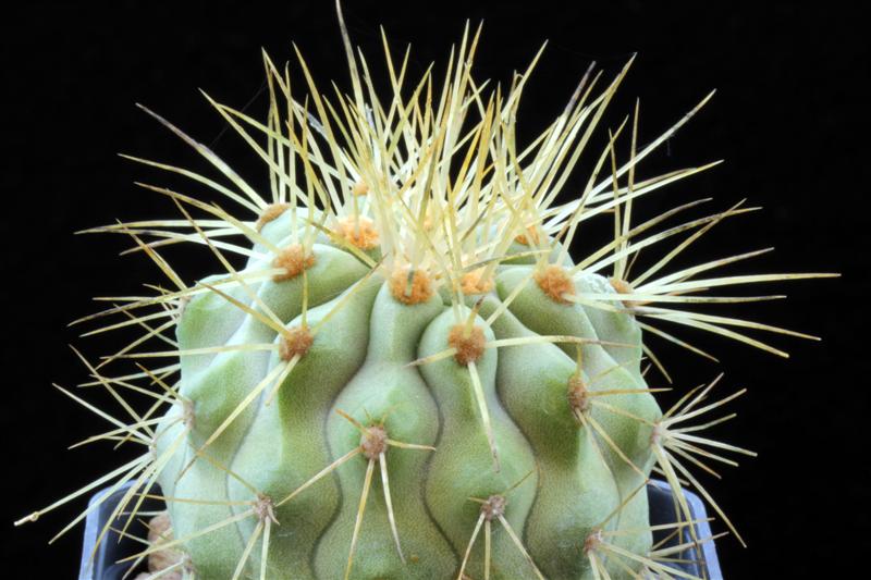 Copiapoa cinerea v. eremophila KK 1708