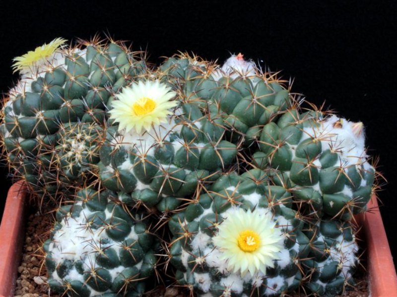 Coryphantha elephantidens ssp. greenwoodii 