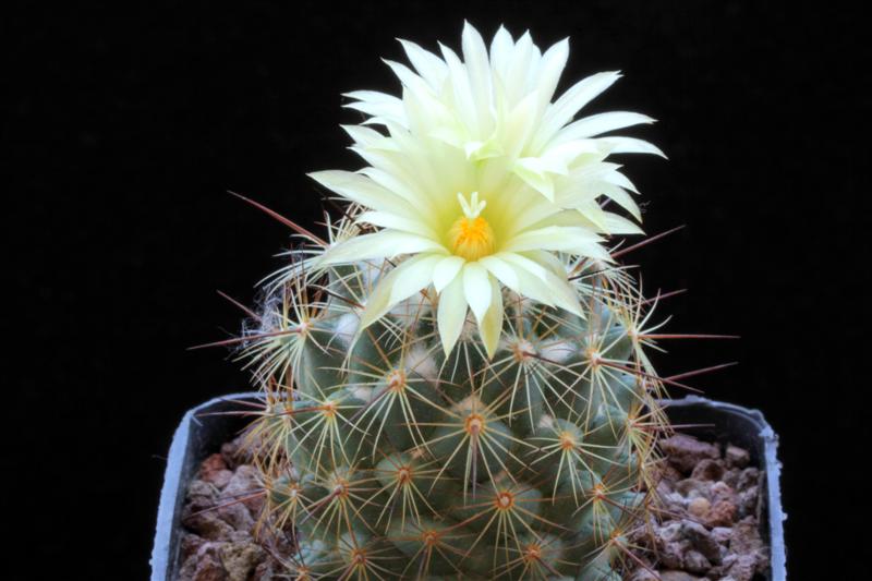 Coryphantha pseudoechinus ssp. laui 