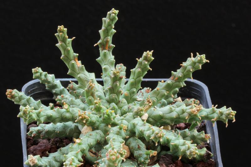 euphorbia palmeri 1336