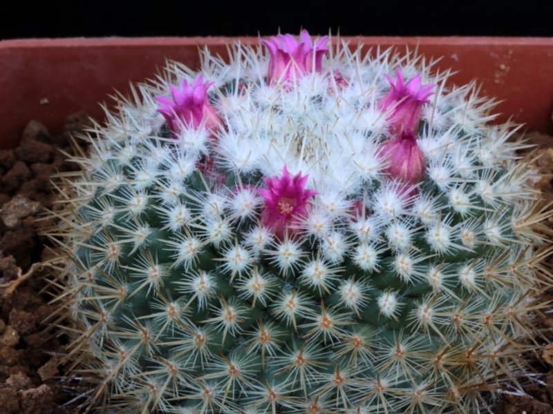 Mammillaria albilanata ssp. oaxacana 