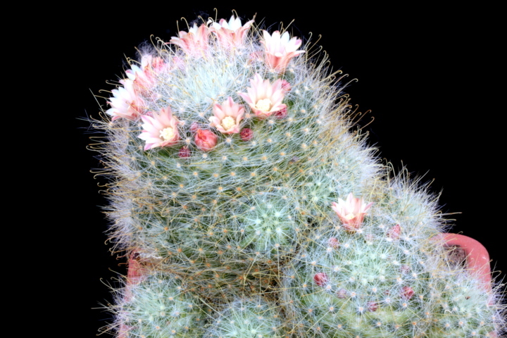Mammillaria aurihamata 