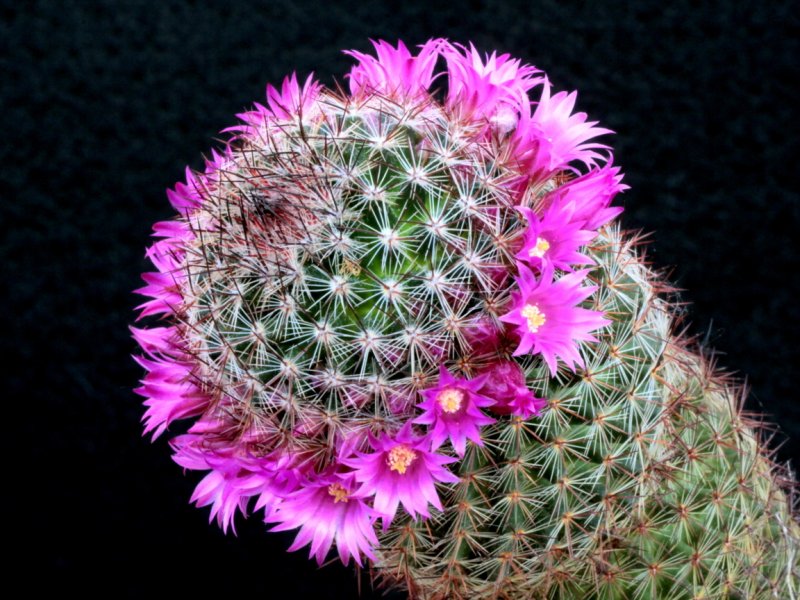 Mammillaria centraliplumosa 