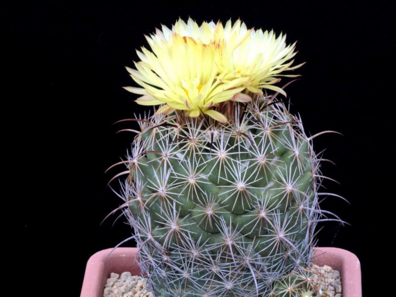 Coryphantha cornifera Z 186