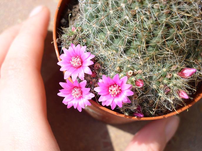 Mammillaria zeilmanniana 