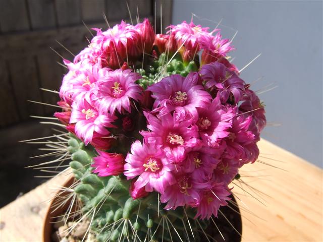 Mammillaria spinosissima cv. un pico 