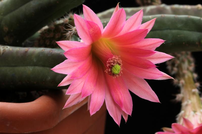 Echinocereus scheeri ssp. gentryi 