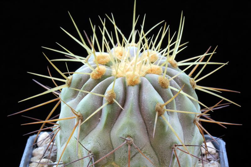 Copiapoa cinerea v. albispina 