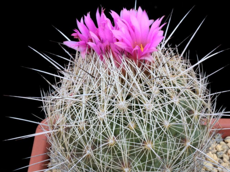Coryphantha magentae 