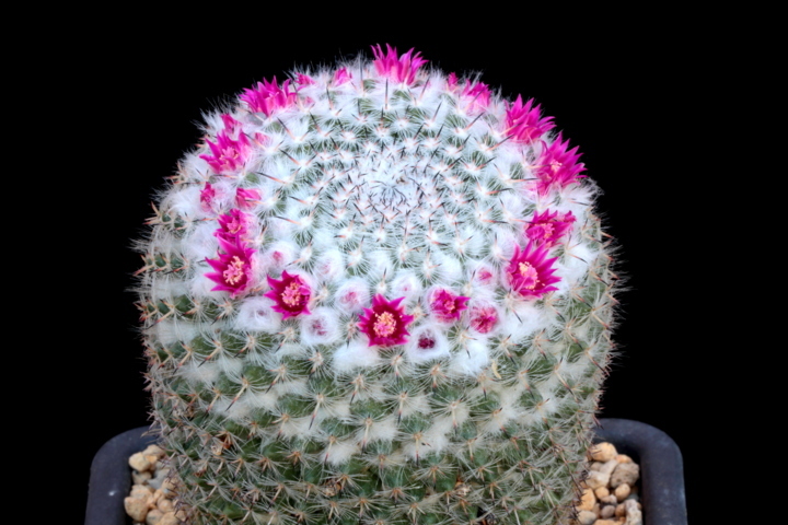Mammillaria albata MBF 146