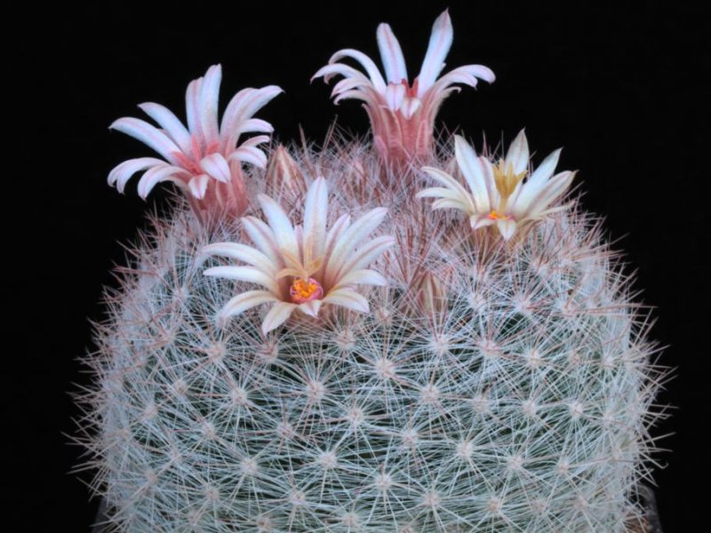 Mammillaria candida ssp. ortizrubiana 