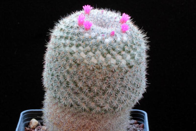 Mammillaria hahniana v. werdermanniana 