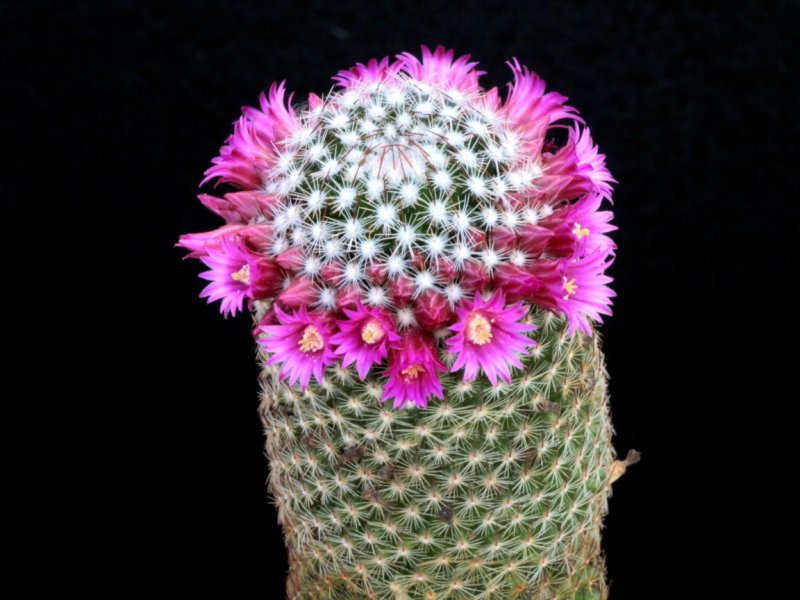 Mammillaria matudae 