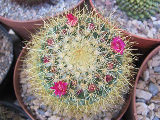Mammillaria rhodantha ssp. pringlei 