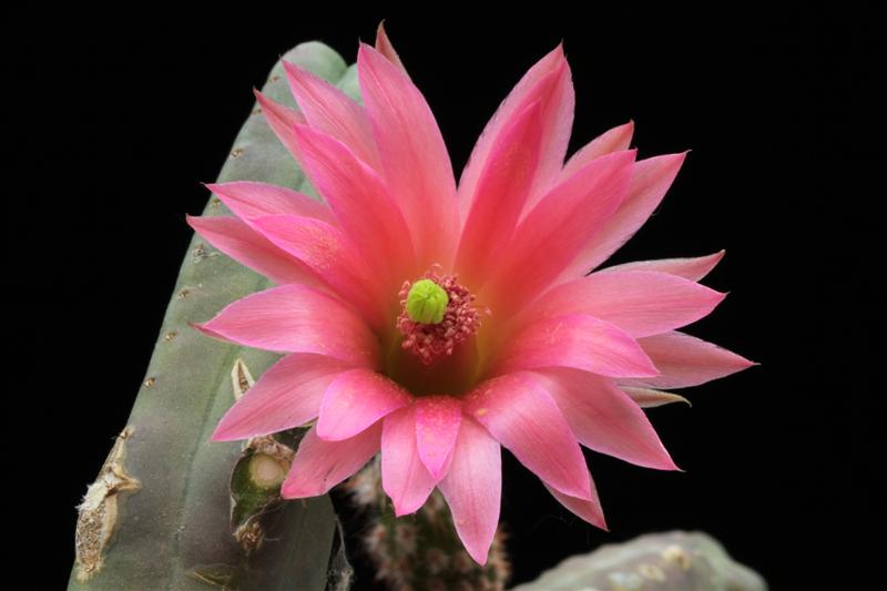 Echinocereus scheeri ssp. gentryi 