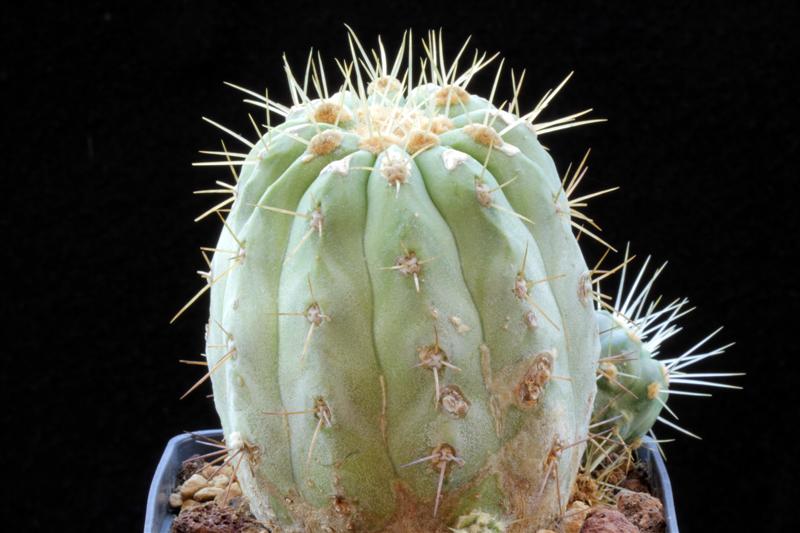 Copiapoa cinerea v. albispina 