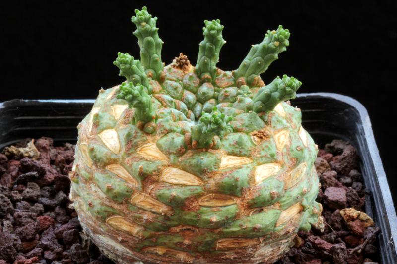 Euphorbia g. marx 211 