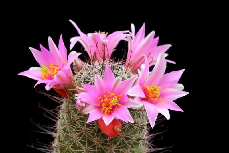 Mammillaria alamensis 