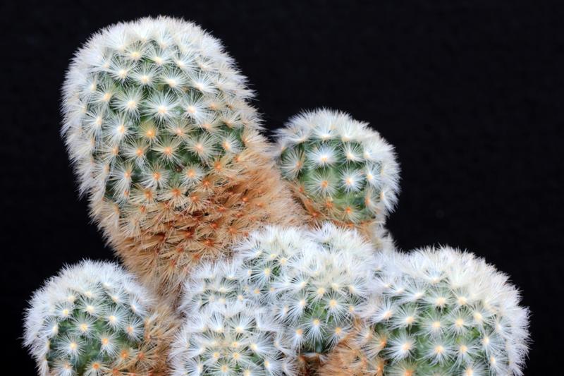 Mammillaria carmenae 