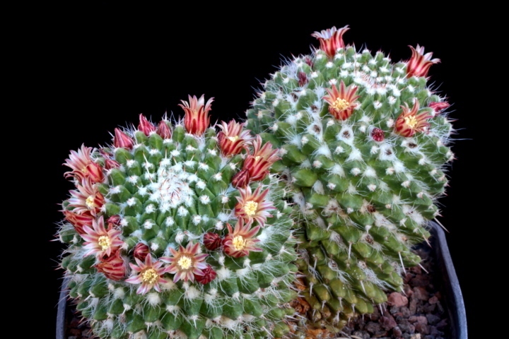 Mammillaria karwinskiana ssp. nejapensis MG 896.6