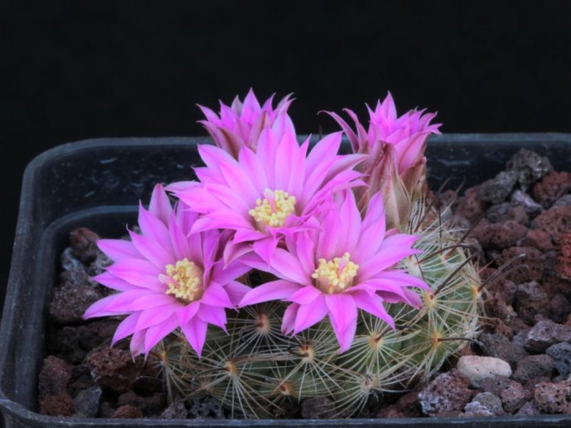 Mammillaria longiflora ssp. stampferi 