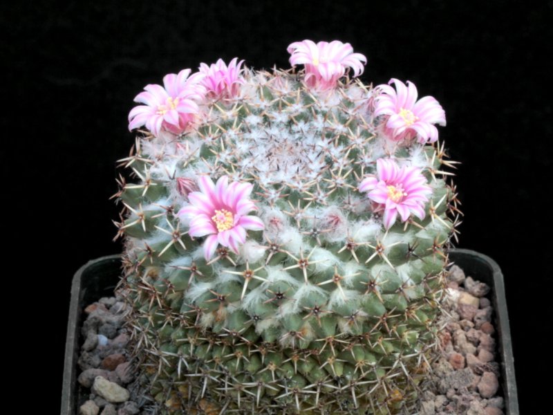 Mammillaria pseudocrucigera BZ 79