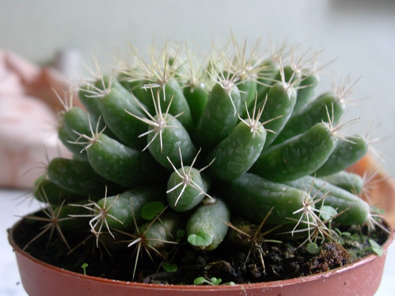 Mammillaria longimamma 