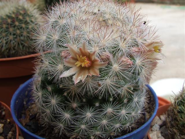 Mammillaria candida 