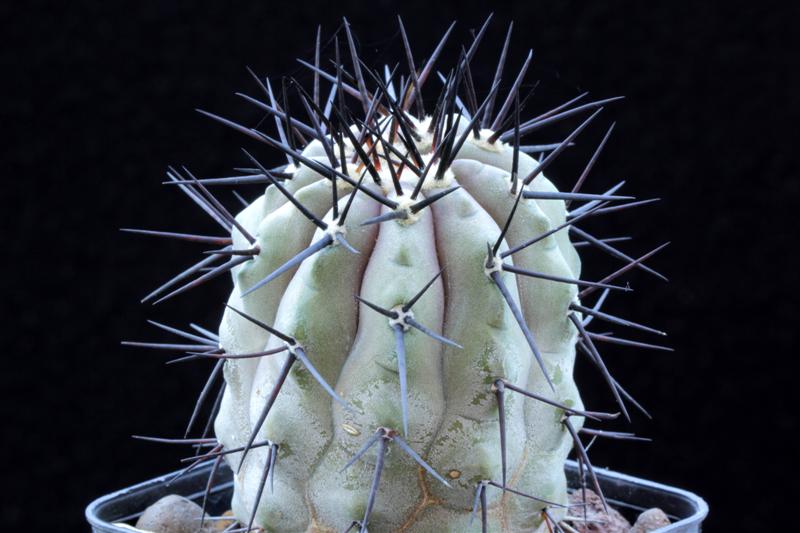 Copiapoa cinerea 