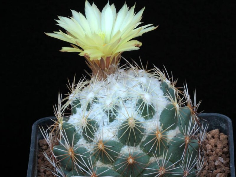 Coryphantha cornifera f. malitierrarum PAN 233