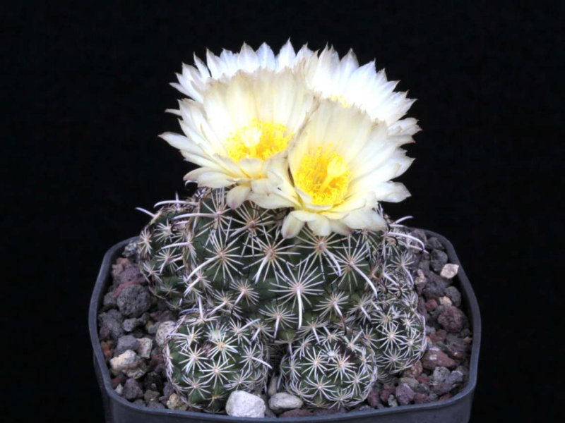 Coryphantha hintoniorum v. geoffreyi GM 1244