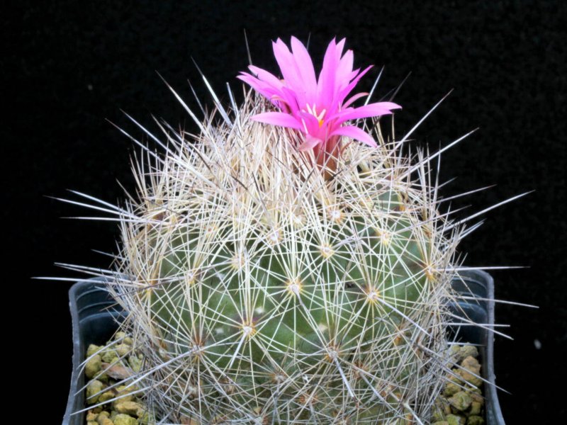 Coryphantha magentae 