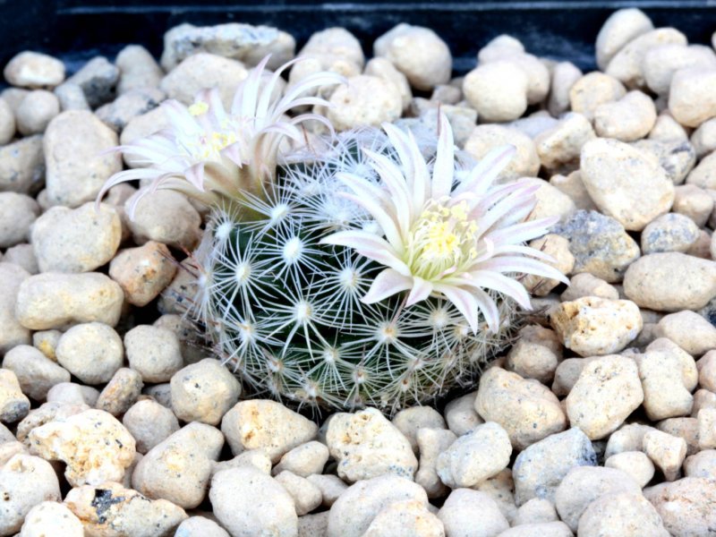 Mammillaria coahuilensis ssp. albiarmata 