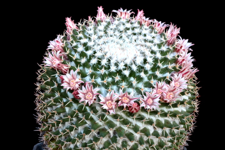 Mammillaria eumorpha REPP 2264
