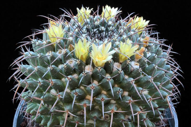 Mammillaria gigantea WTH 288