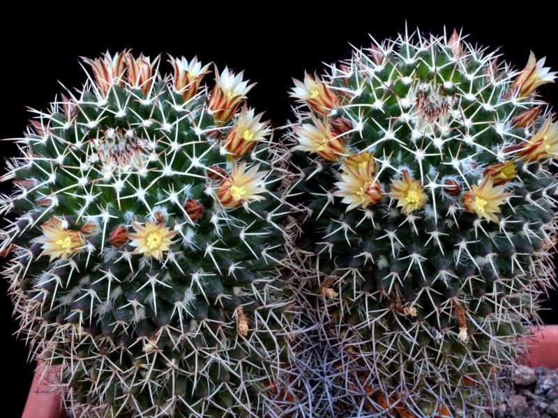 Mammillaria karwinskiana ssp. nejapensis 