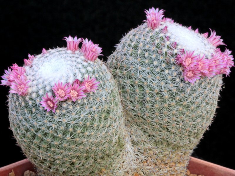 Mammillaria pseudoperbella 