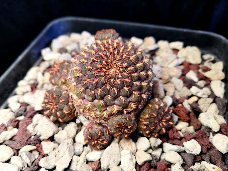 Sulcorebutia callichroma G167a/26