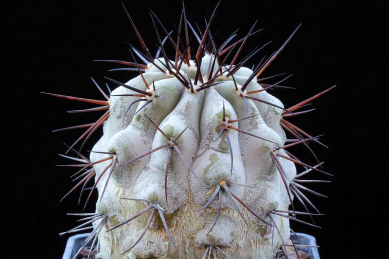 Copiapoa cinerea 