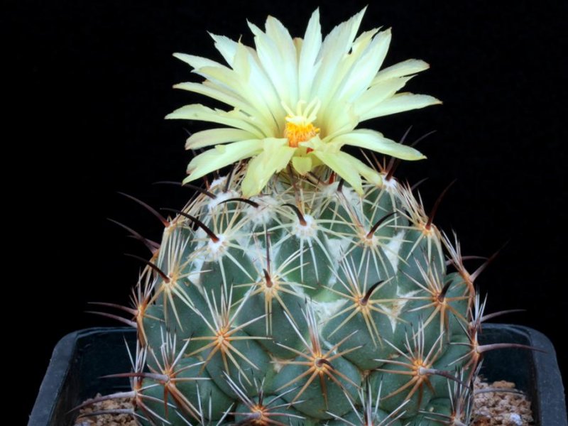 Coryphantha cornifera 